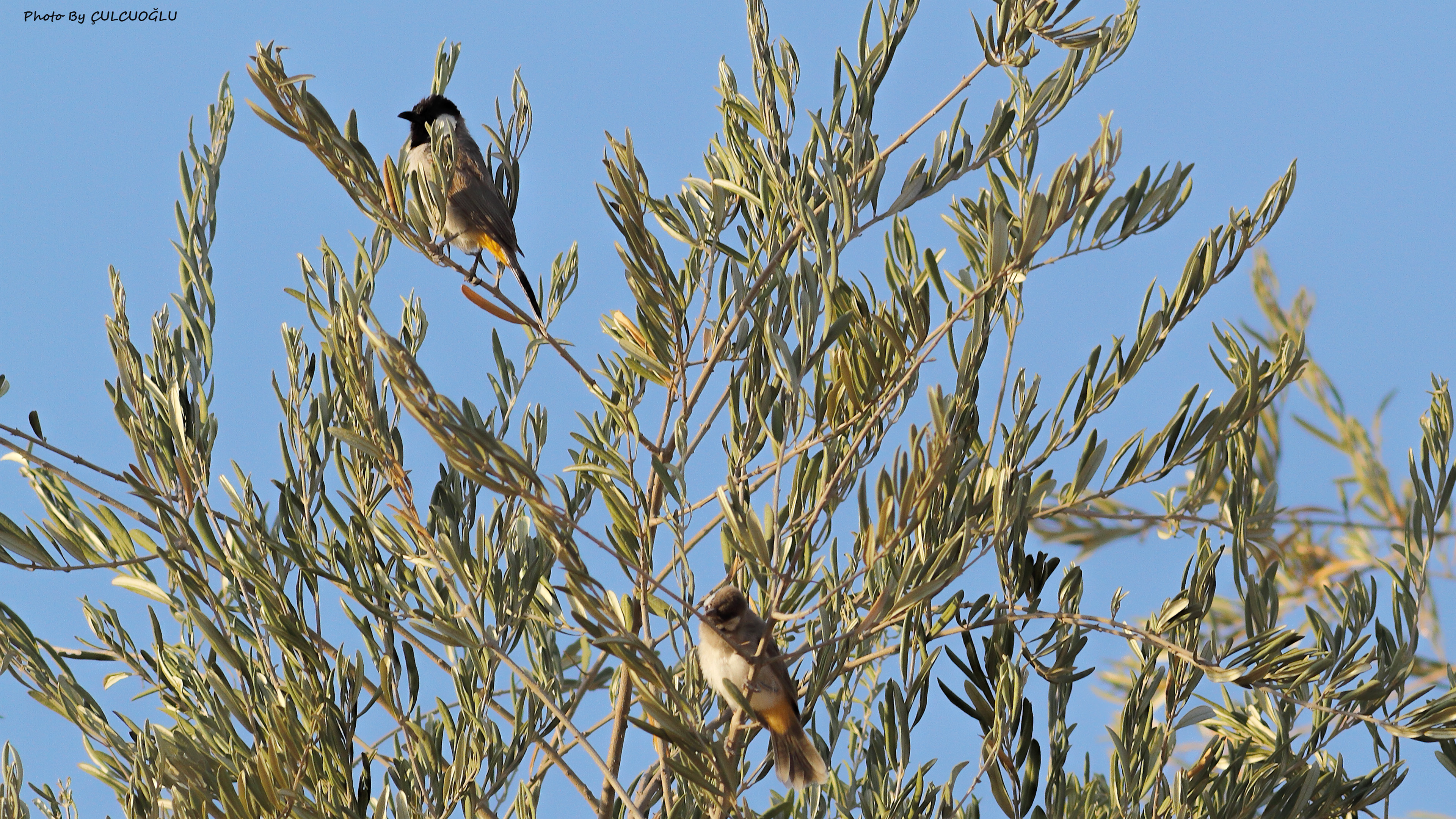 White-eared Bulbul